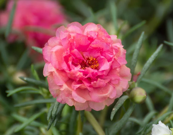 Flor de Portulaca — Fotografia de Stock