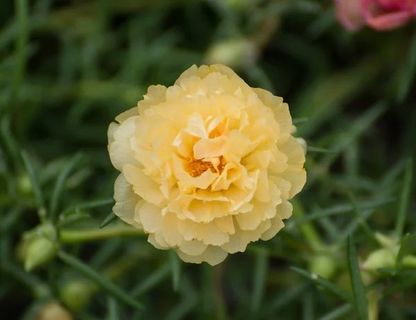 Portulaca blomma — Stockfoto