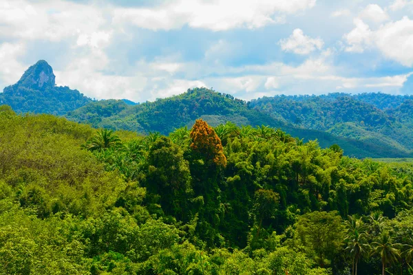 Δάσος σε khao sok εθνικό πάρκο, Νότια Ταϊλάνδη — Φωτογραφία Αρχείου