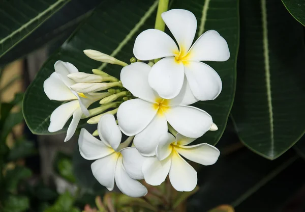 Leelawadee bílá květina na pozadí přírody — Stock fotografie