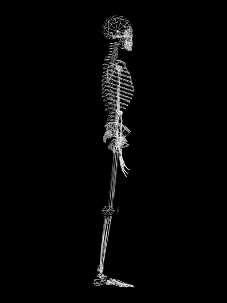 Human skeleton isolated on black background,3d wire frame — Stock Photo, Image