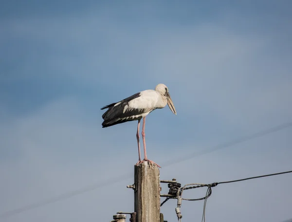 Grande garça azul em pé no poste elétrico com céu azul — Fotografia de Stock