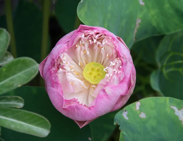 Flor de lótus rosa, belo lótus — Fotografia de Stock