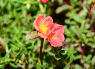 Turuncu çiçek çiçeklenme