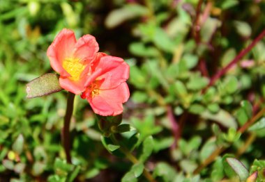 Turuncu çiçek çiçeklenme