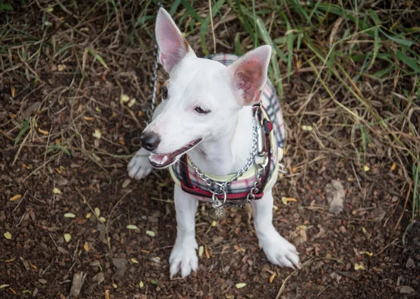 Lilla vita hund sitter på marken — Stockfoto