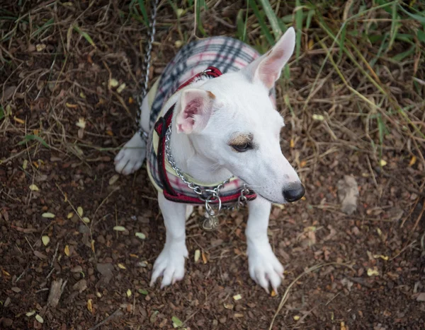 Lilla vita hund sitter på marken — Stockfoto