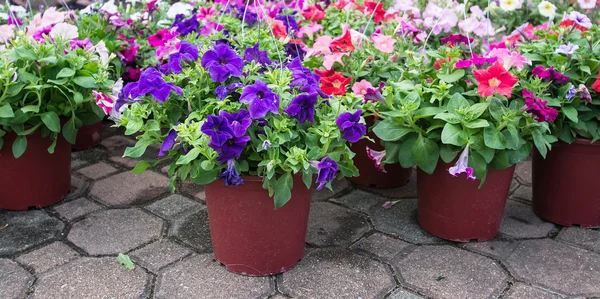 Colorful Flower in the garden — Stock Photo, Image