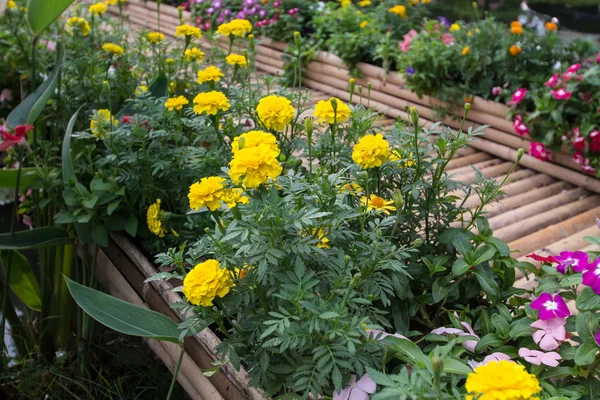 Färgglada blomma i trädgården — Stockfoto