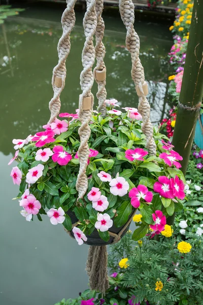 Hängande korg med blommor — Stockfoto