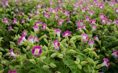 Bahçedeki renkli çiçek.