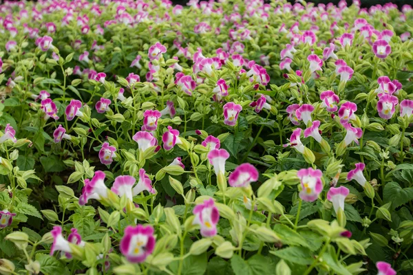 Colorful flower in the garden — Stock Photo, Image