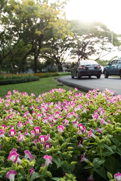 Kleurrijke bloem in de tuin — Stockfoto