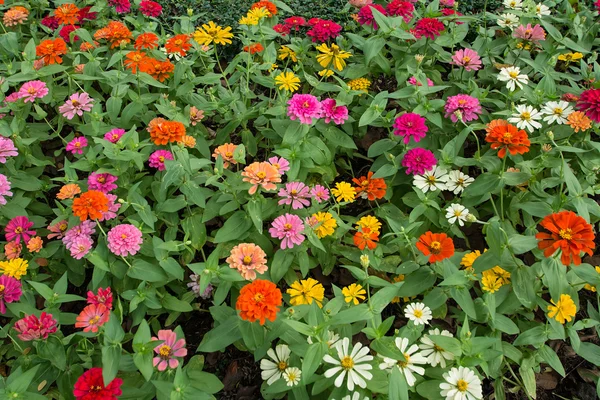 Fiore colorato in giardino — Foto Stock