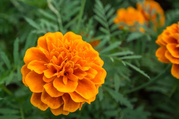 Flor de laranja no jardim — Fotografia de Stock