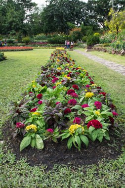 Bahçedeki renkli çiçek.
