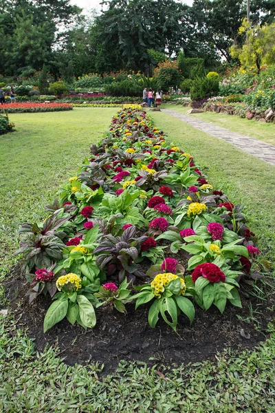 Färgglada blomma i trädgården — Stockfoto