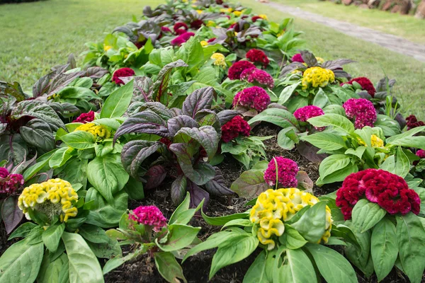 Färgglada blomma i trädgården — Stockfoto