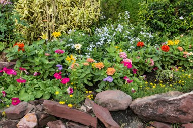 Bahçedeki renkli çiçek.