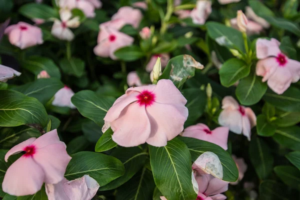 Pink flower in garden — Stock Photo, Image