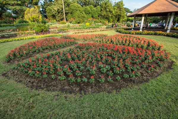 Färgglada blomma i trädgården — Stockfoto