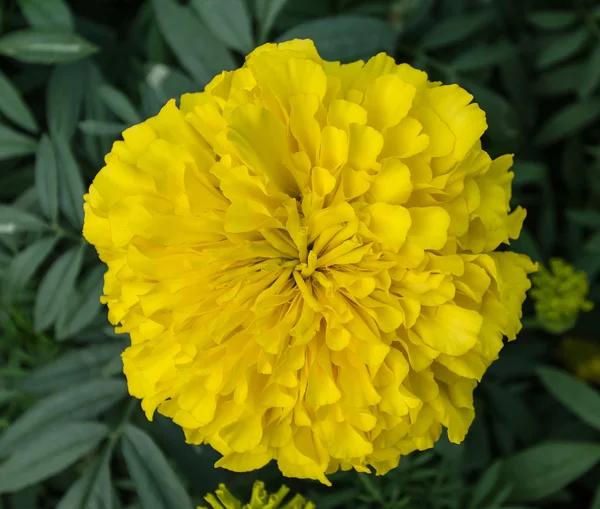 Flor amarela no jardim — Fotografia de Stock