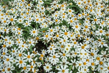 Bahçedeki beyaz çiçekler