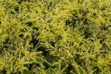 yaprak yeşil arka plan