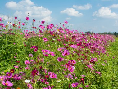 Cosmos çiçek alanında nimet Rawd çiftliği, Chiangrai, Tayland