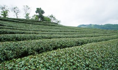 yeşil çay alan, Tayland chiangrai