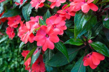 Bahçedeki kırmızı çiçek