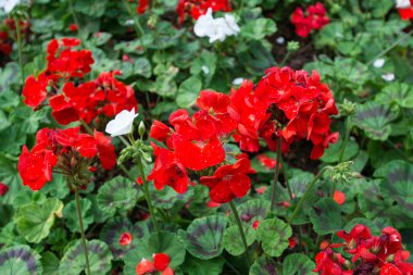 Bahçedeki kırmızı çiçek