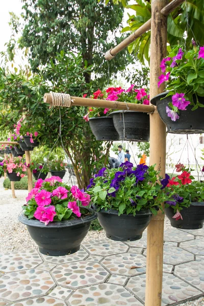 Flor olorosa en el jardín —  Fotos de Stock