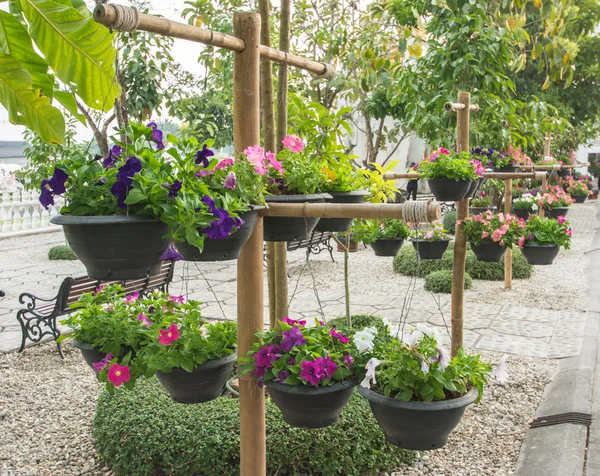 Färgglada blomma i trädgården — Stockfoto