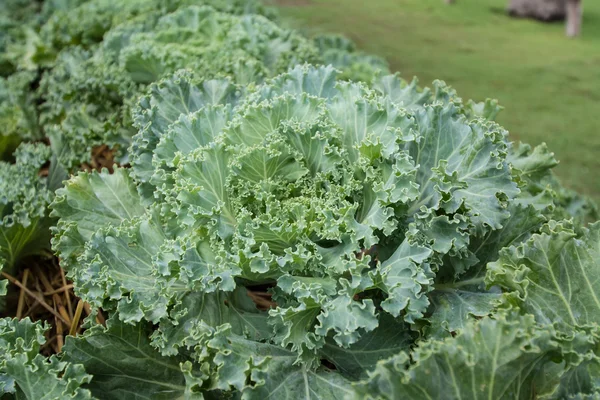 Close-up van verse kool in de moestuin — Stockfoto