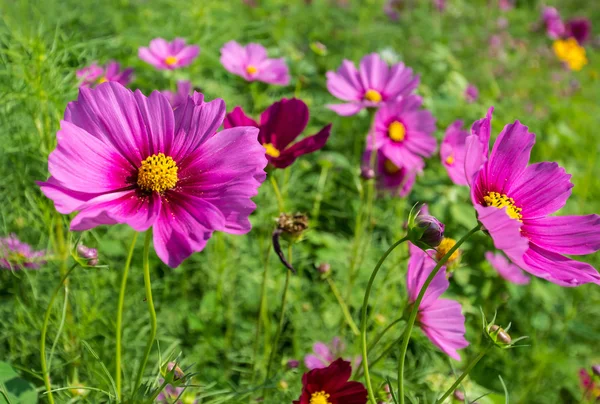 Campo di fiori Cosmos a Boon Rawd Farm, Chiangrai, Thailandia — Foto Stock