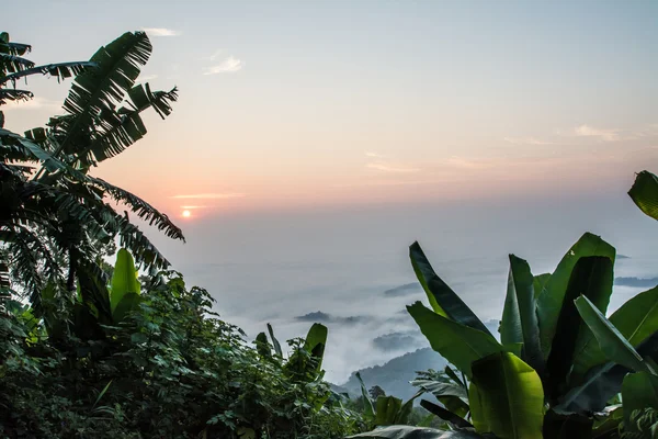 Pôr-do-sol Sillouette com árvore em Doi Tung, Chiang Rai — Fotografia de Stock