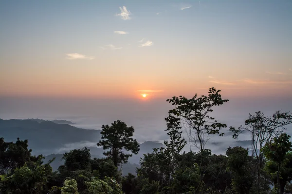 Sillouette zachód słońca drzewo o Doi Tung, Chiang Rai — Zdjęcie stockowe