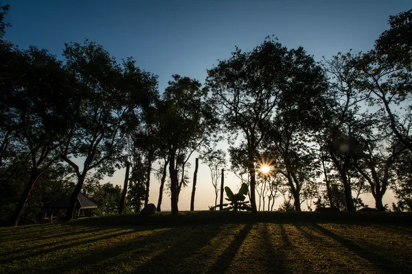 Sillouette sunset with tree at Doi Tung, Chiang Rai — Stock Photo, Image