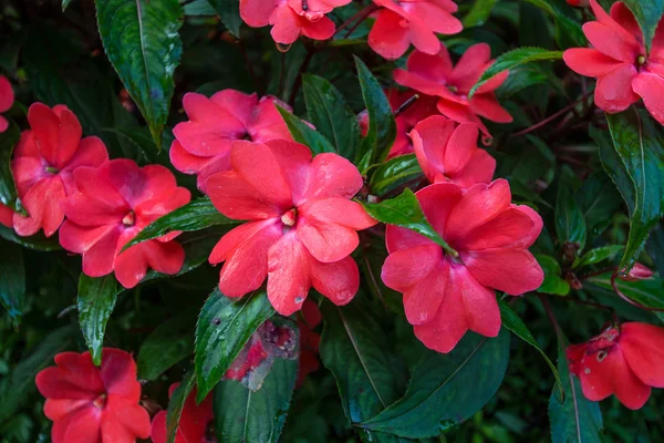 Flor roja en el jardín — Foto de Stock