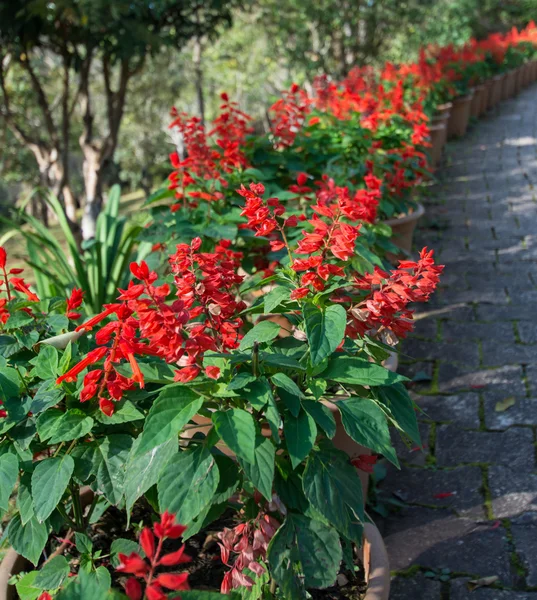 Bahçedeki kırmızı çiçek — Stok fotoğraf