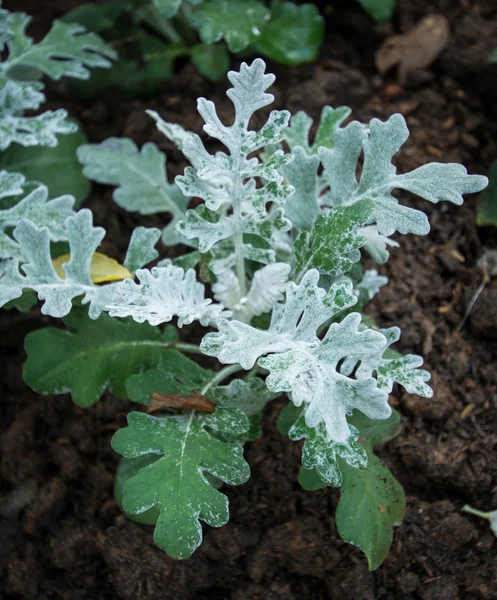 Kleine groene boom — Stockfoto