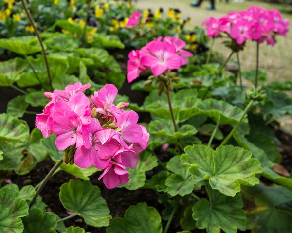 Pink flower in the garden — Stock Photo, Image