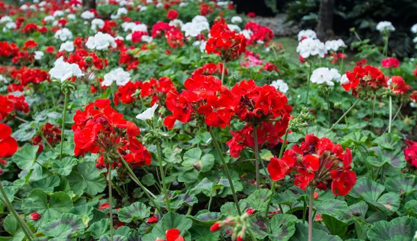 Rote Blume im Garten — Stockfoto