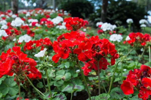 Rote Blume im Garten — Stockfoto