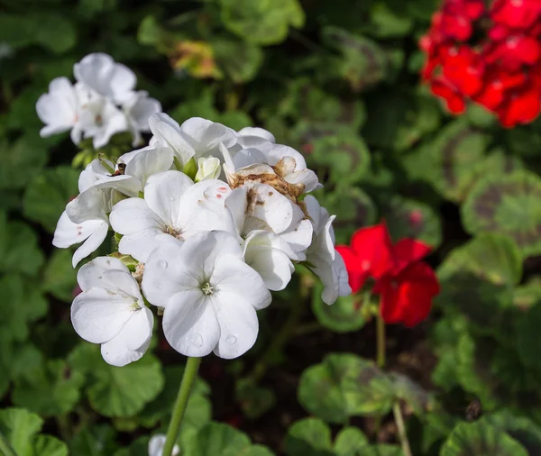 Fiore rosso in giardino — Foto Stock