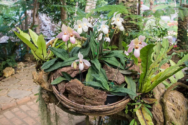 Orkidé i naturen bakgrund — Stockfoto