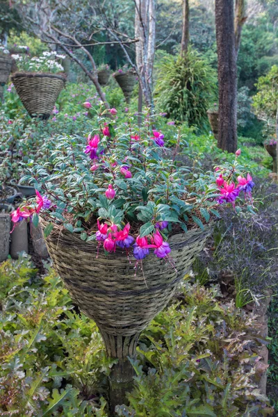 Rosa azalea blommor i naturlig bakgrund — Stockfoto