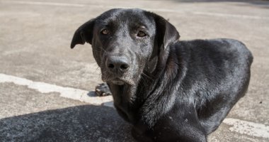 Anavatan siyah Tay köpek beton zemin