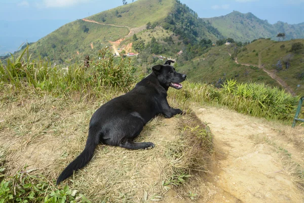 Cão preto na montanha, Pha Tung Mountain, Chiang Rai, Tailândia — Fotografia de Stock